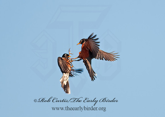 Turdus migratorius  AMERICAN ROBIN 3001436z