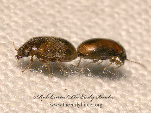 Contacyphon  MARSH BEETLE 9081705z