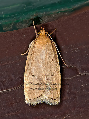Psilocorsis  DEPRESSARIID MOTH 8034224z