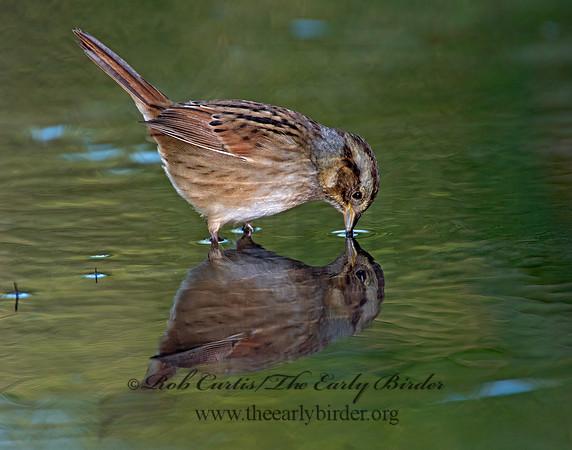 Melospiza georgiana  SWAMP SPARROW 9005777z