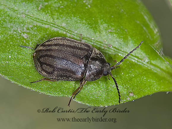 Ectopria leechi  WATER PENNY BEETLE 6007827z