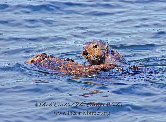 Enhydra lutris kenyoni  NORTHERN SEA OTTER 225213 z