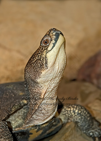 Emydoidea blanding  BLANDING'S TURTLE 5011121z