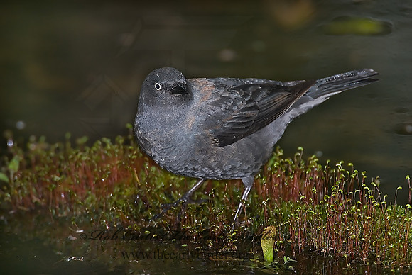 Euphagus carolinus  RUSTY BLACKBIRD 6005689z