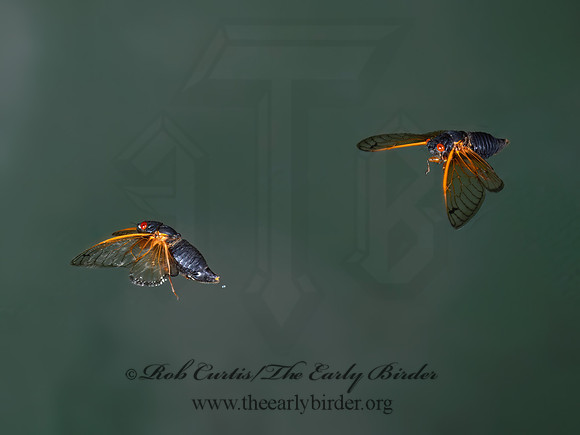 Magicicada cassinii CASSIN'S CICADA 9089065z