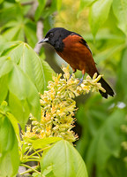 Icterus spurius ORCHARD ORIOLE 9044888z