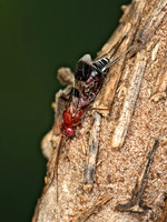 Chirotica PHYGADEUONTINI ICHNEUMON 9049611z