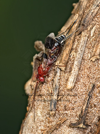 Chirotica  PHYGADEUONTINI ICHNEUMON 9049611z