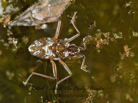 Microvelia (Kirkaldya)  SMALLER WATER STRIDER 9050684z