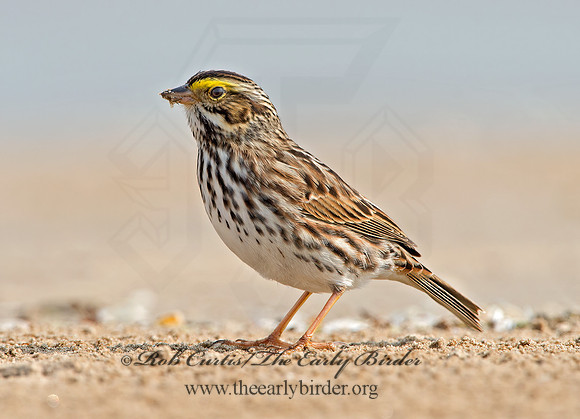Passerculus sandwichensis  SAVANNAH SPARROW 9029308z
