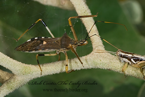 Zelus janus  ASSASSIN BUG 7005351z