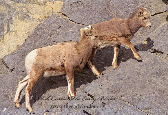 Ovis canadensis  BIGHORN SHEEP 223203z