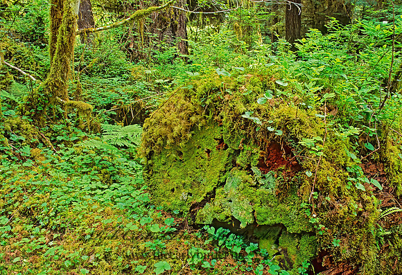 TEMPERATE RAIN FOREST 132319z