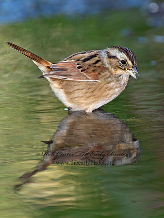 Melospiza georgiana  SWAMP SPARROW 9005808z