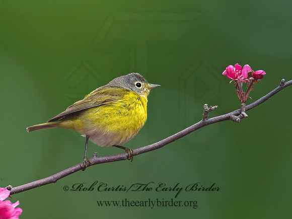 Oreothlypis ruficapilla  NASHVILLE WARBLER 8003606 z
