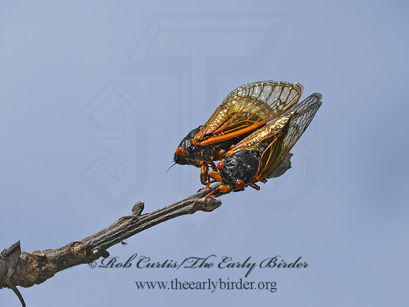 Magicicada cassinii  CASSIN'S PERIODICAL CICADA 3021421z