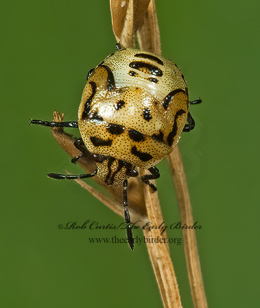Cosmopepla lintneriana 5013295z