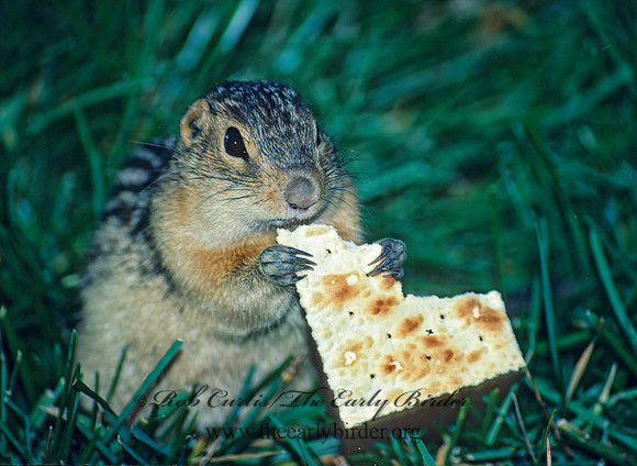 Ictidomys tridecimlineatus  13-LINED GROUND SQUIRREL 24614 z