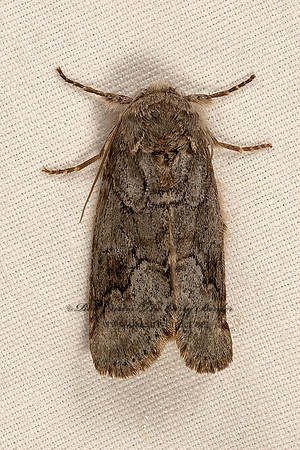 Lochmaeus bilineata  DOUBLE-LINE PROMINENT 9048417z