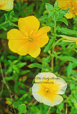 Oenothera trilobata  STEMLESS EVENING PRIMROSE 66722z