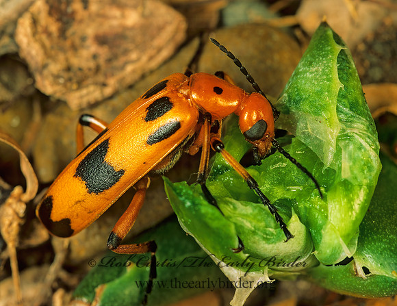 Pyrota concinna 70522z