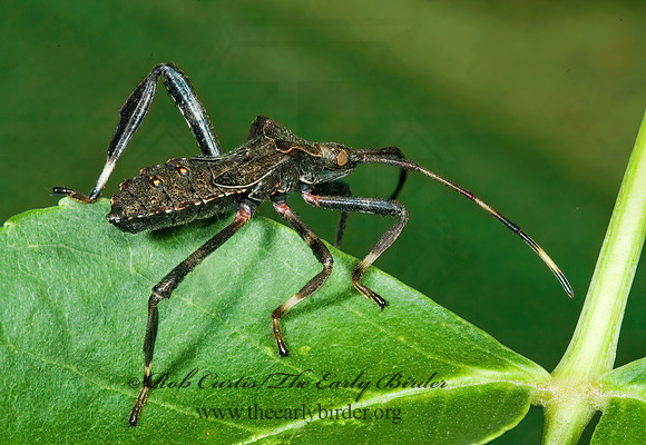 Acanthocephala terminalis 5013984 z
