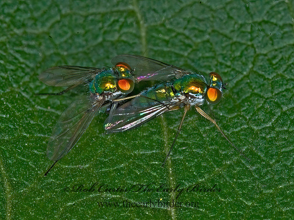 Condylostylus caudatus group  LONGLEGGED FLY 6015783z
