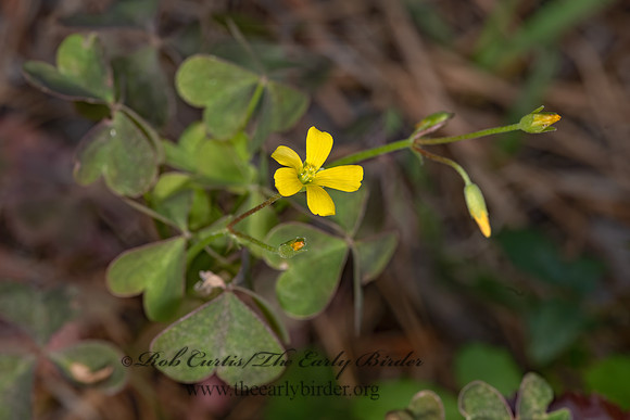 Oxalis dillenii  SLENDER YELLOW WOOD SORREL 3028314z