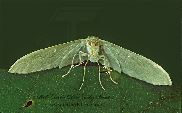 Dyspteris abortivaria THE BAD WING 95733z