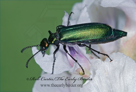 Lytta nutallis 7010718 z
