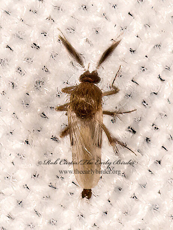 Forcipomyia  BITING MIDGE 3024312z