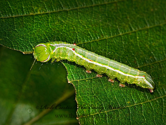 Lochmaeus bilineata  DOUBLE-LINE PROMINENT~ 8023170z