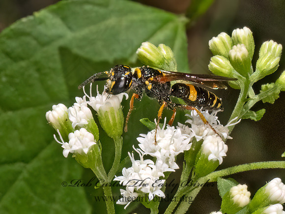 Philanthus gibbosus HUMP-BACKED BEEWOLF 9083352z
