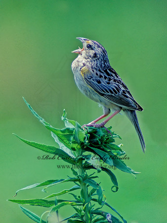 Ammodramus savannarum  GRASSHOPPER SPARROW 29920z
