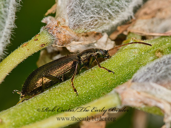 Arthromacra aenea  LAGRIINI DARKLING BEETLE 9032720z