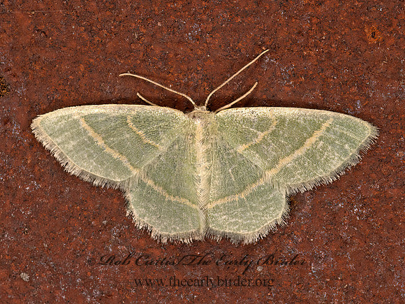 Chlorochlamys  EMERALD MOTH 9048048z