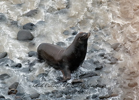 Zalophus californianus  CALIFORNIA SEA LION 8019684z
