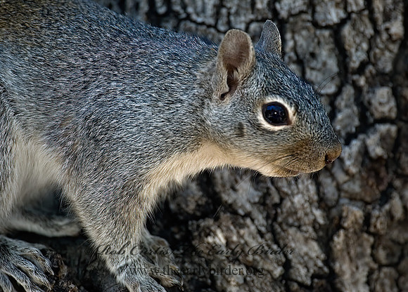 Sciurus arizonensis  ARIZONA GRAY SQUIRREL 5006130z
