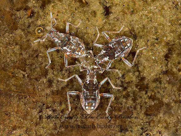 Microvelia americana  SMALLER WATER STRIDER 9032950z