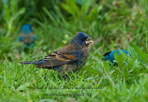 Guiraca caerulea  BLUE GROSBEAK 7002368z