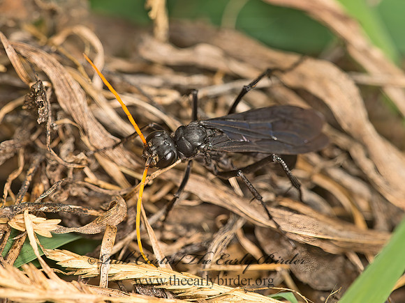 Entypus fulvicornis  SPIDER WASP 9050800z