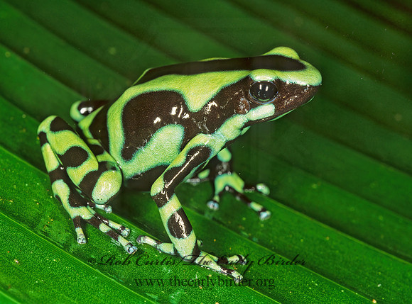 Dendrobates auratus  GREEN AND BLACK POISON-DART FROG  194603 z