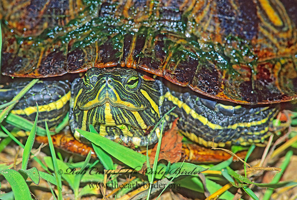 Trachemys scripta elegans  RED EARED SLIDER  171704z