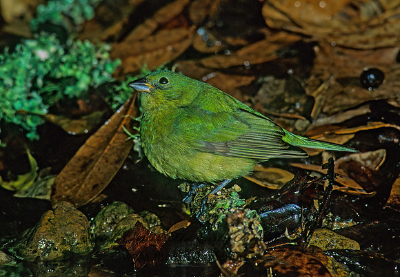 Passerina ciris  PAINTED BUNTING 191937z