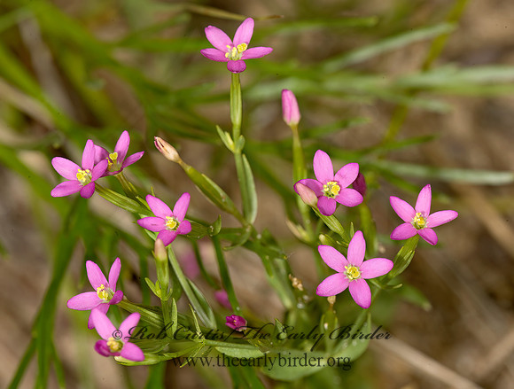 Sabatia angularis  ROSE PINK 9013808z