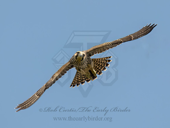 Falco peregrinus PEREGRINE FALCON 9090610z
