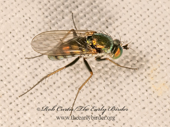 Dolichopus  LONGLEGGED FLY 9081231