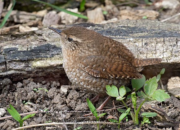 Troglodytes hiemalis  WINTER WREN 9028300z