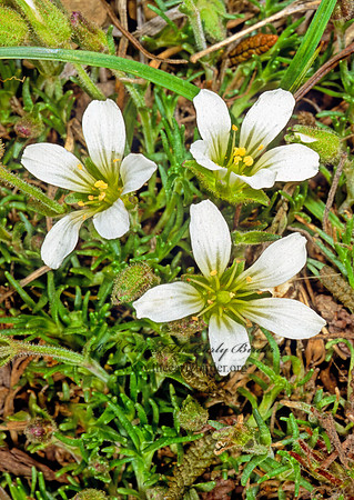 Minuartia arctica  ARCTIC SANDWORT 241136z