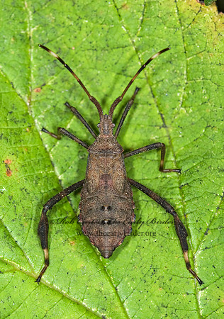 Acanthocephala terminalis 6012743 z